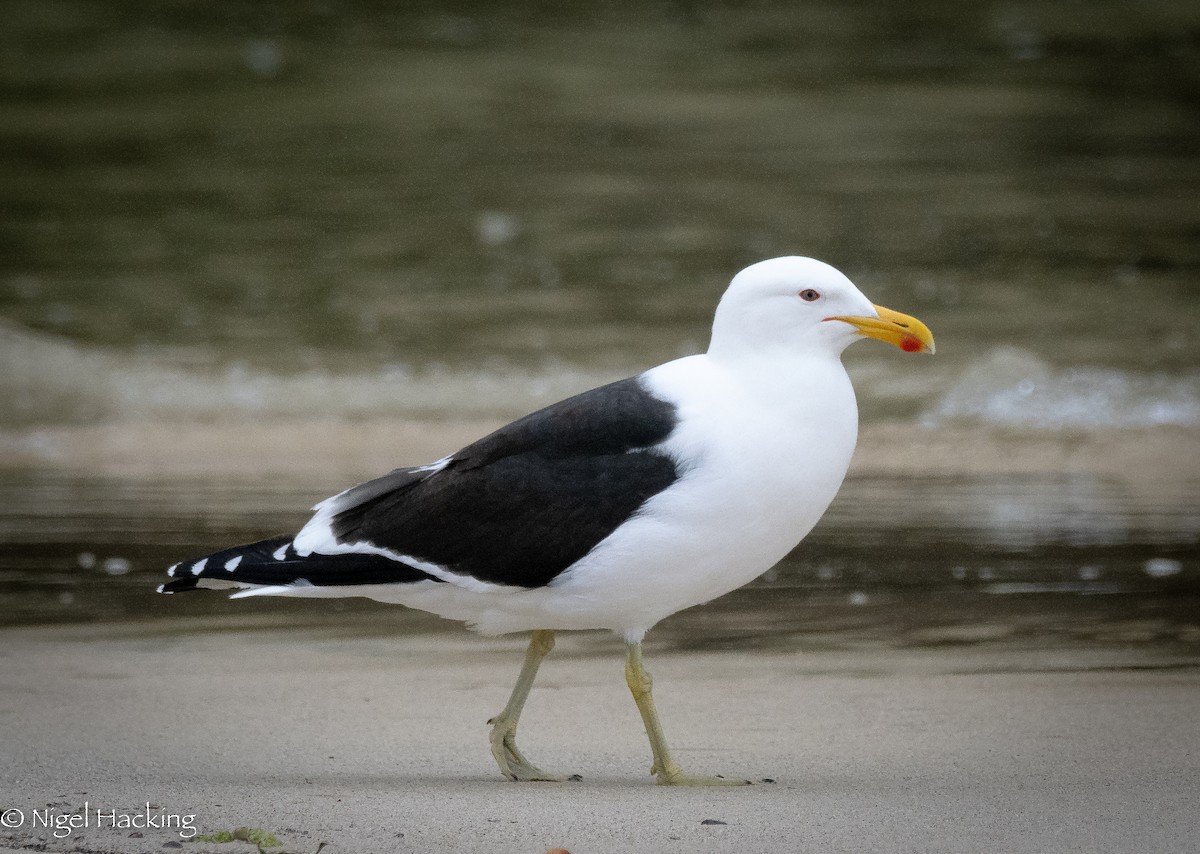 Kelp Gull - ML615501422