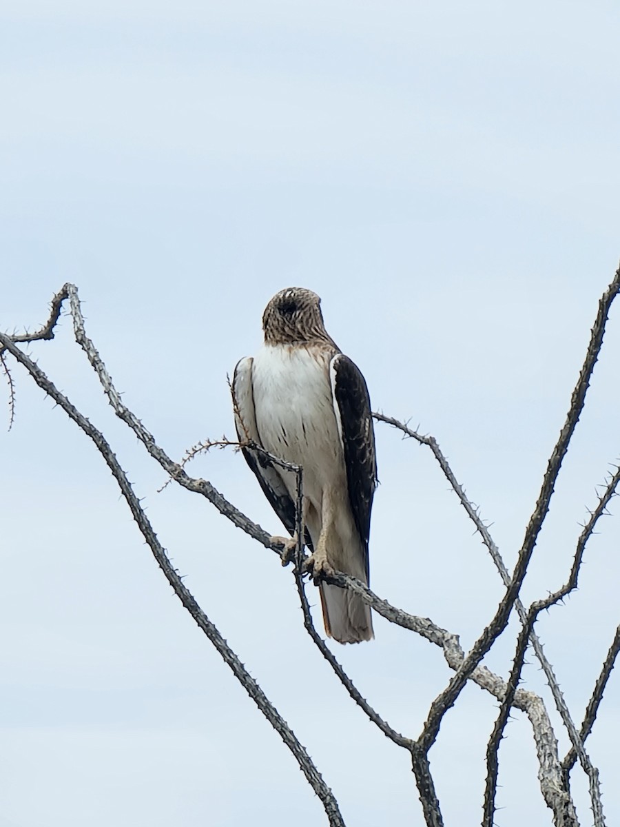 Rotschwanzbussard (fuertesi) - ML615501461