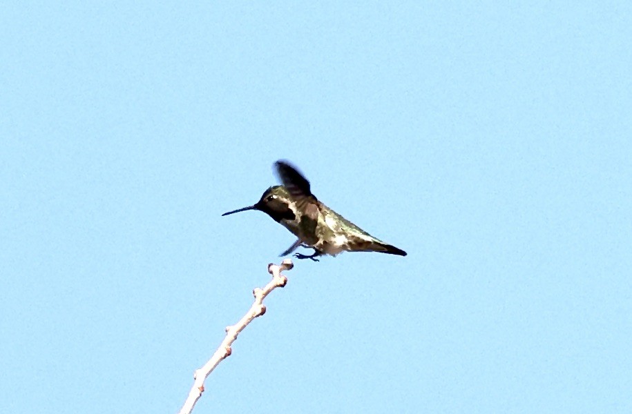 Anna's Hummingbird - ML615501478