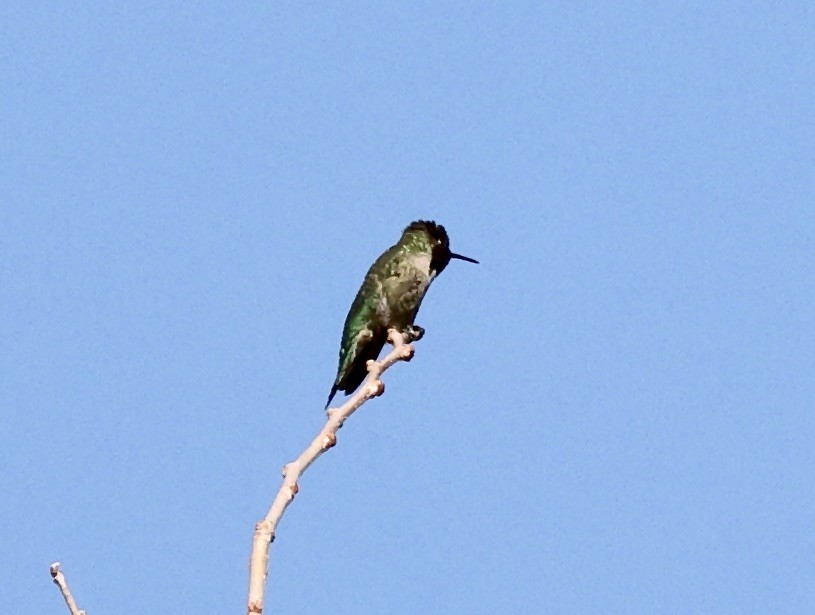 Anna's Hummingbird - ML615501479
