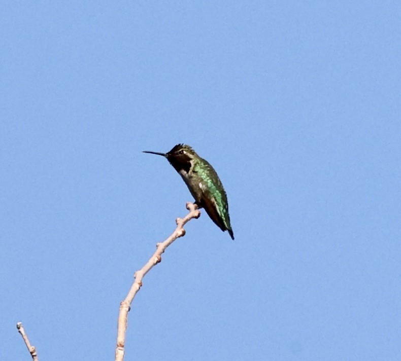 Anna's Hummingbird - ML615501483