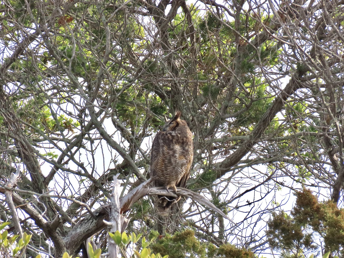 Great Horned Owl - ML615501496