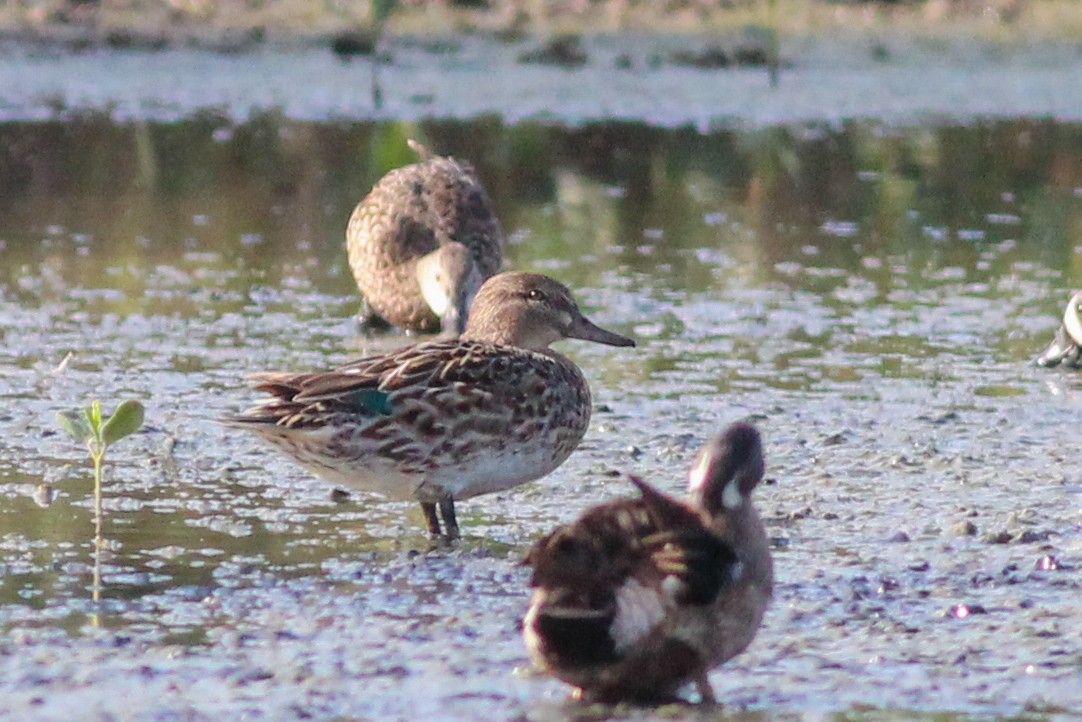 Green-winged Teal - Yaudimar Bermúdez