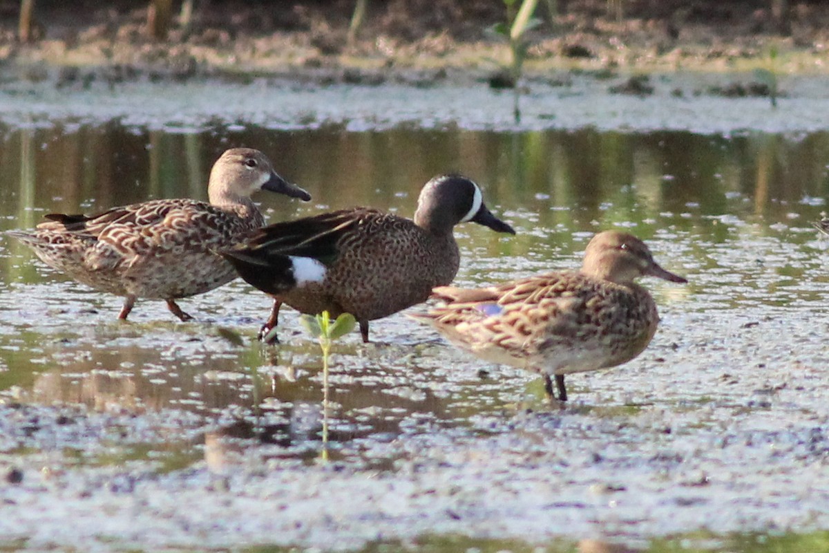 Green-winged Teal - Yaudimar Bermúdez