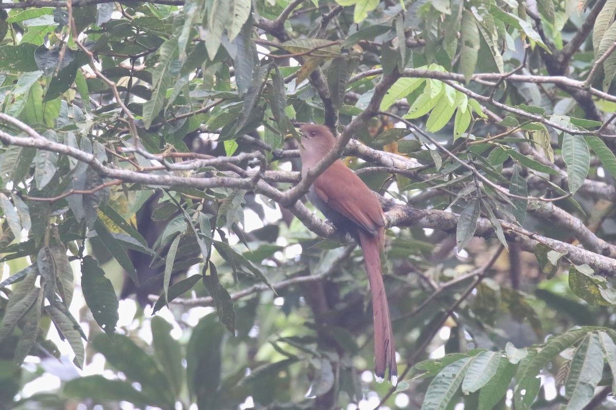 Squirrel Cuckoo - Jildert Hijlkema