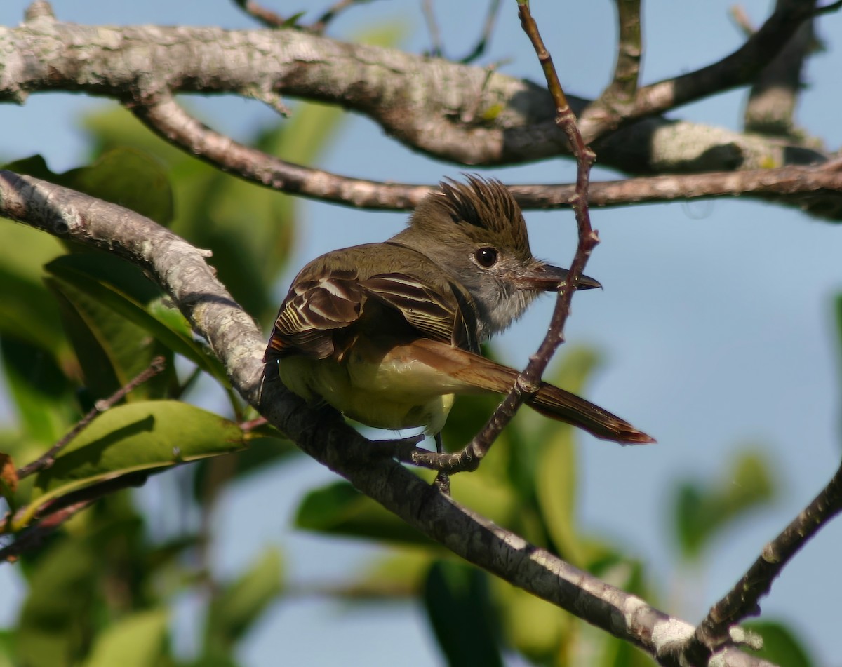 Great Crested Flycatcher - Constance Vigno