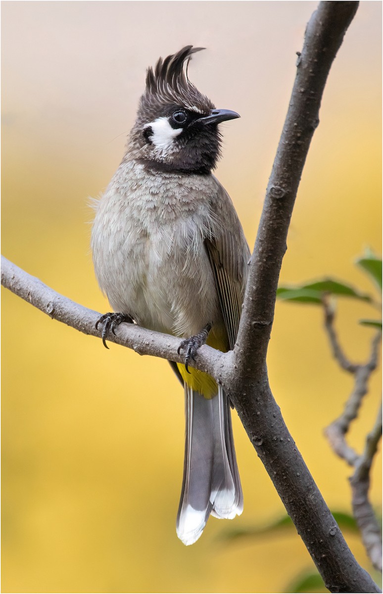 Bulbul à joues blanches - ML615501617