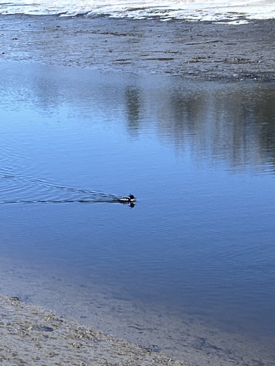 Red-breasted Merganser - Sahil Asnaani