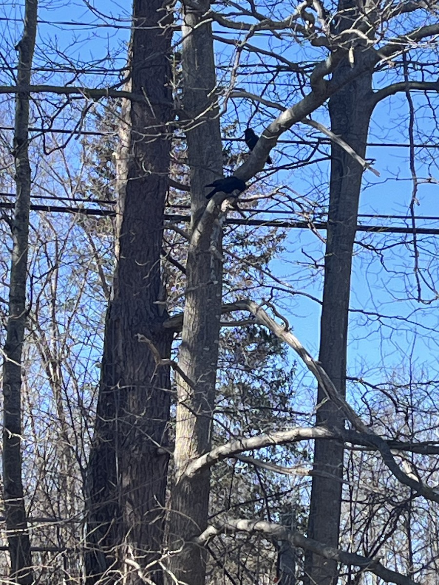 American Crow - ML615501691