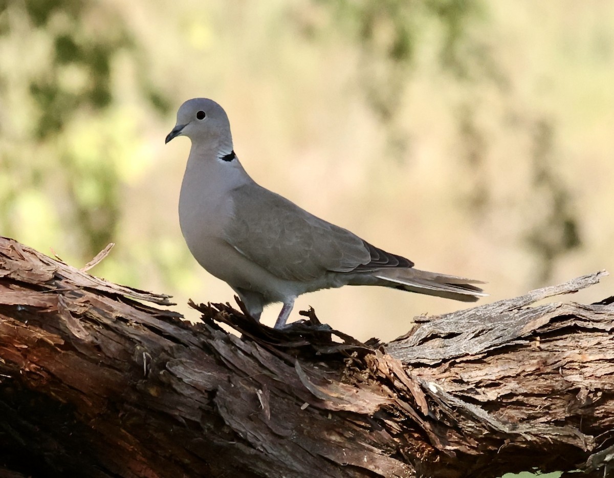 Eurasian Collared-Dove - ML615501705