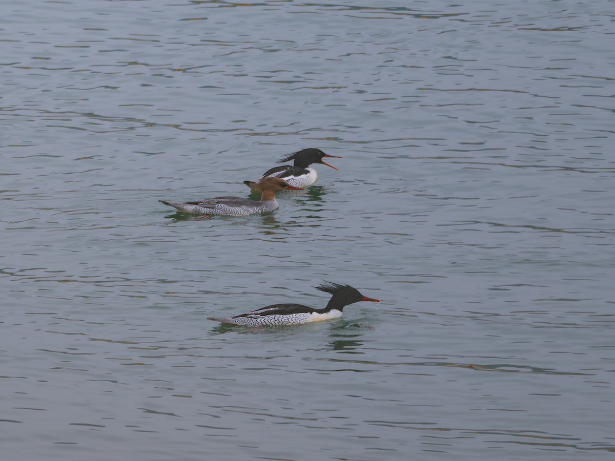 Scaly-sided Merganser - ML615501732