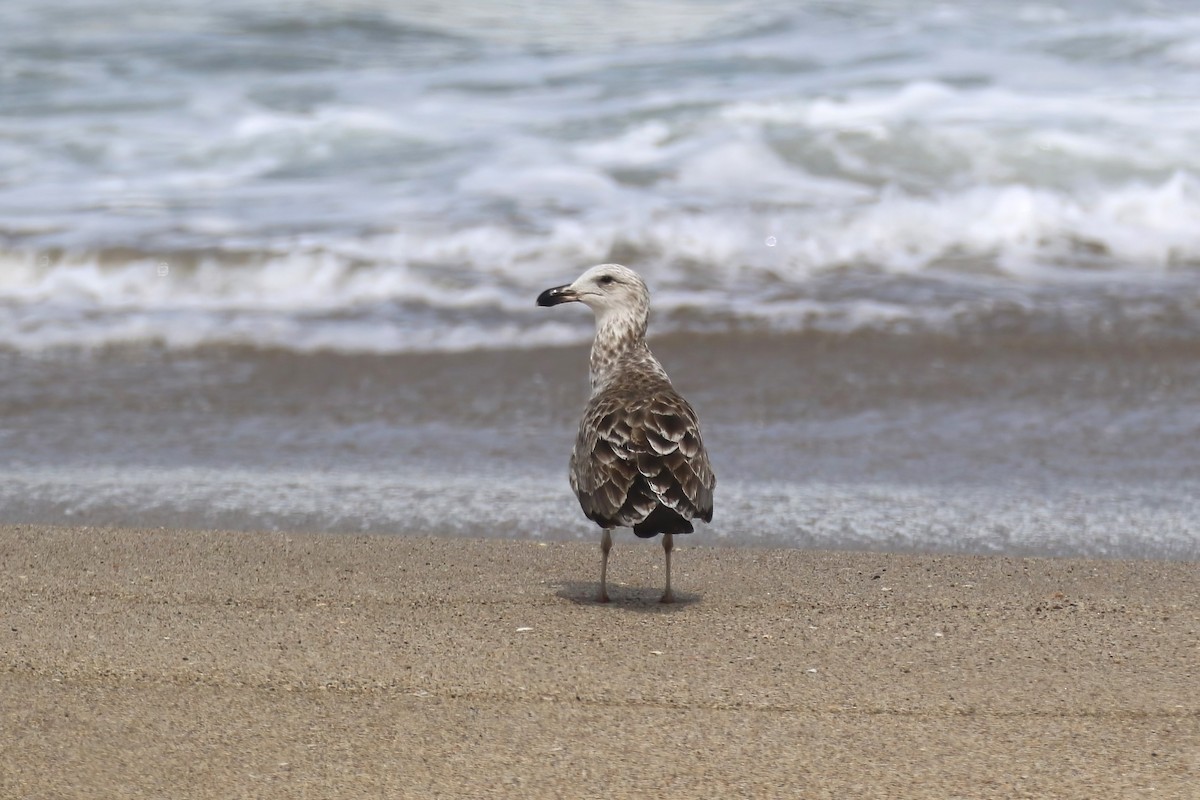 Kelp Gull - ML615501744