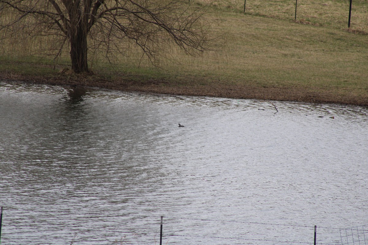 Pied-billed Grebe - Jerry Decker