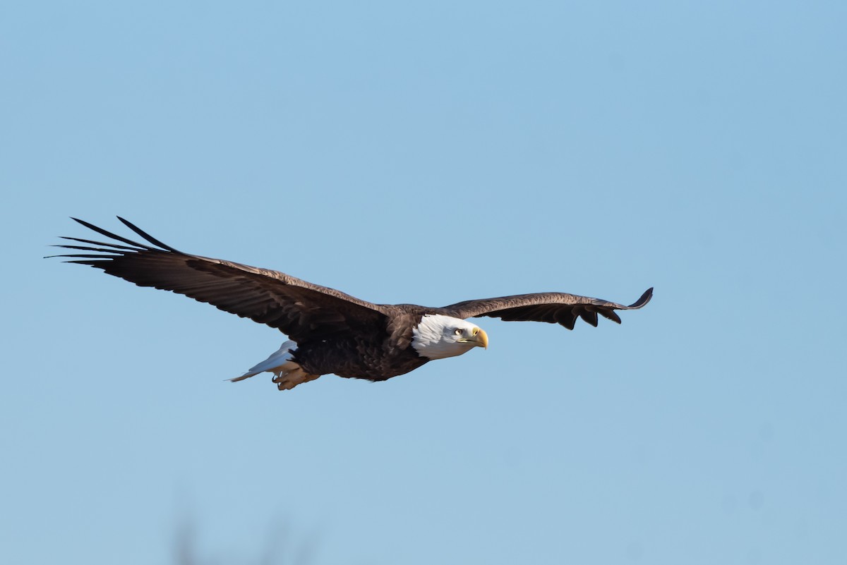 Bald Eagle - Lynn Gregg