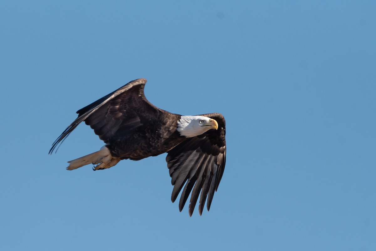 Bald Eagle - ML615501755