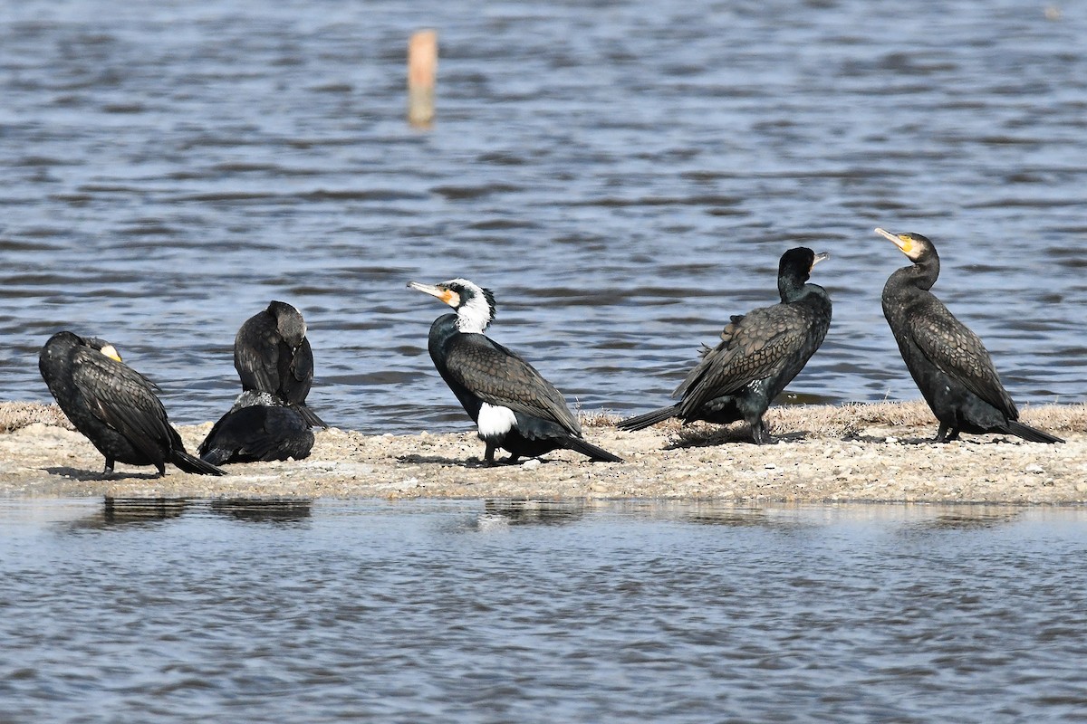 Great Cormorant - ML615501756