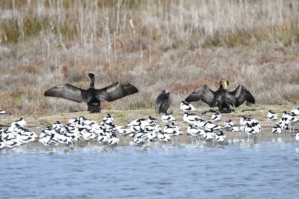 Great Cormorant - ML615501765