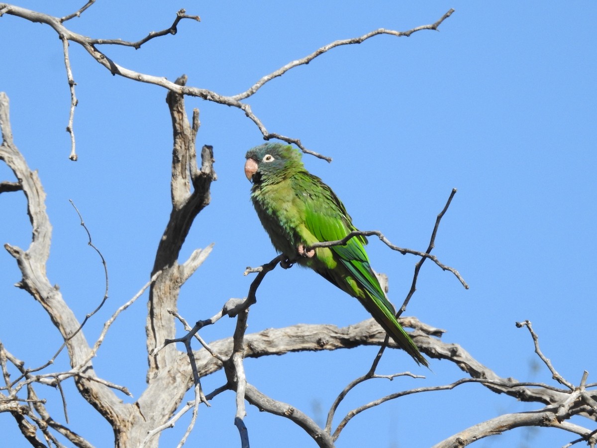 Blue-crowned Parakeet - ML615501770