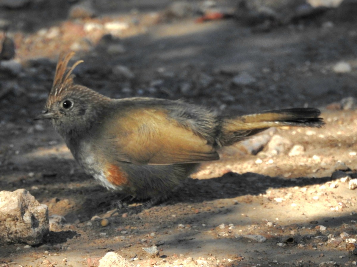 Crested Gallito - ML615501775