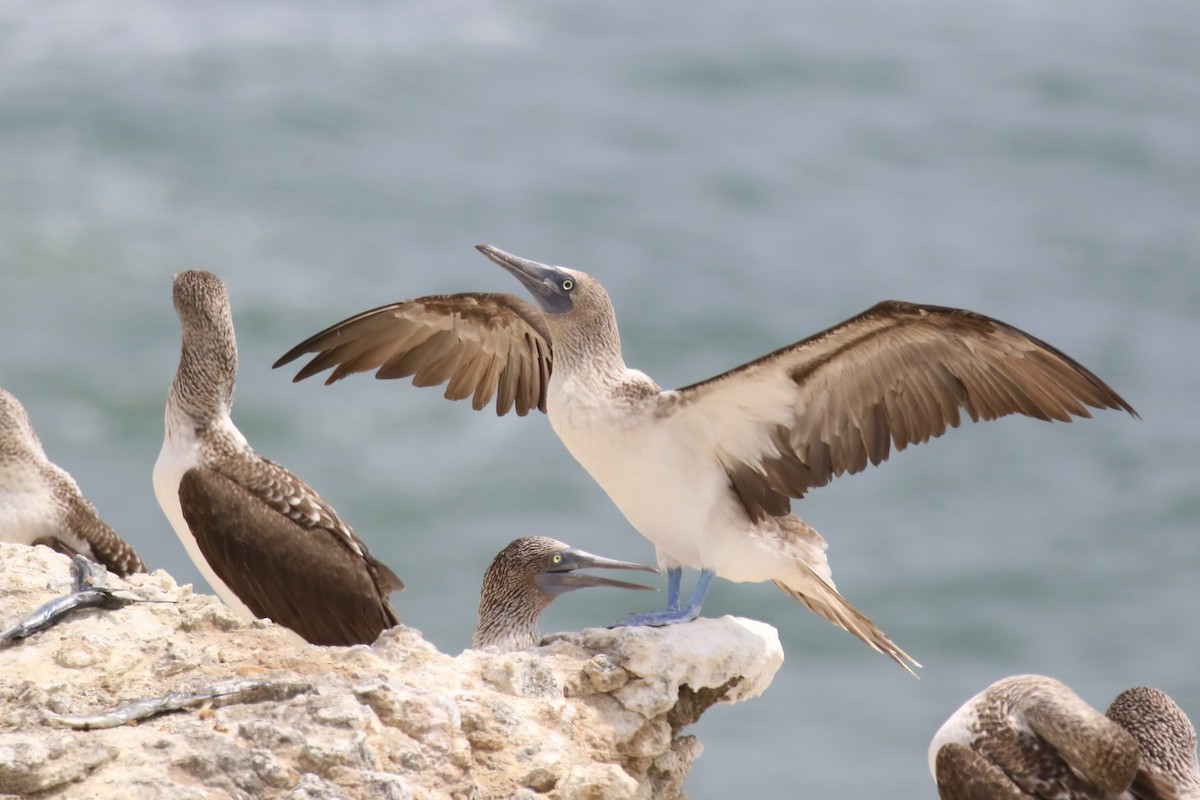 Blue-footed Booby - Jildert Hijlkema