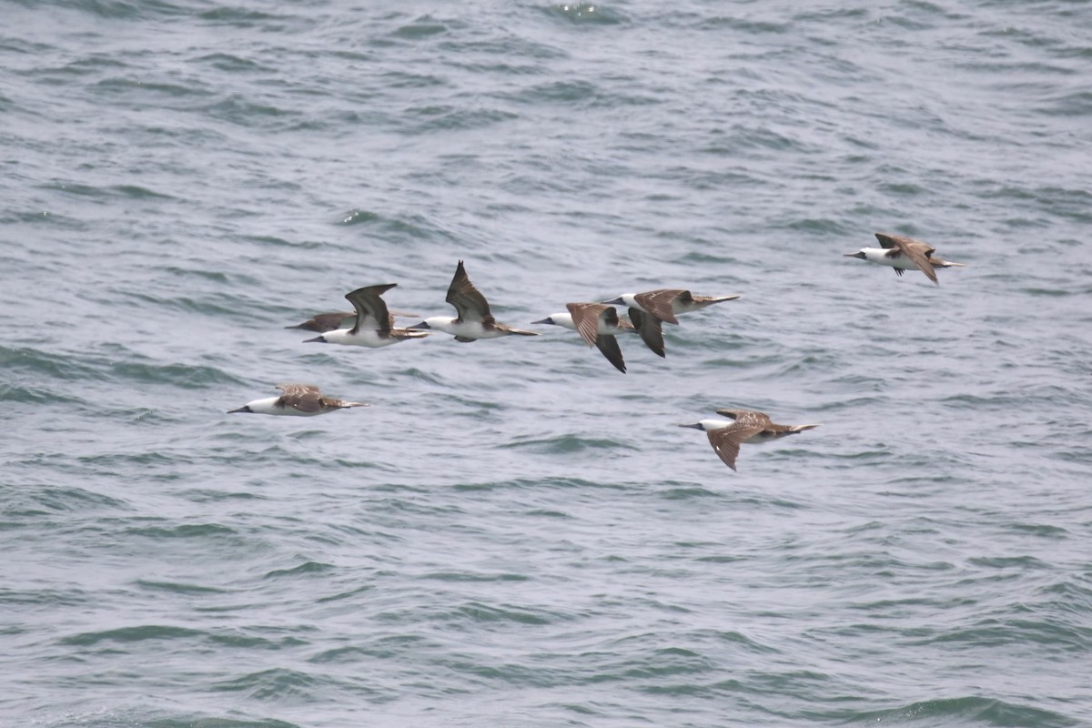 Peruvian Booby - Jildert Hijlkema