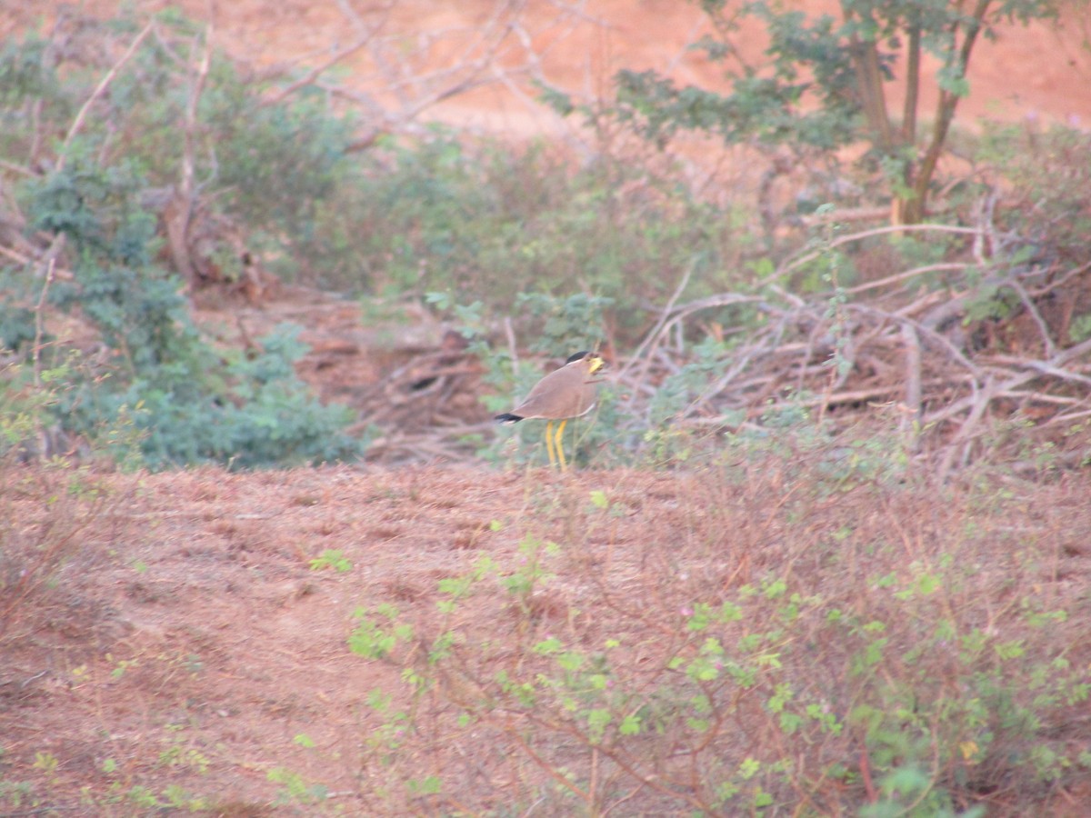 Yellow-wattled Lapwing - ML615501814