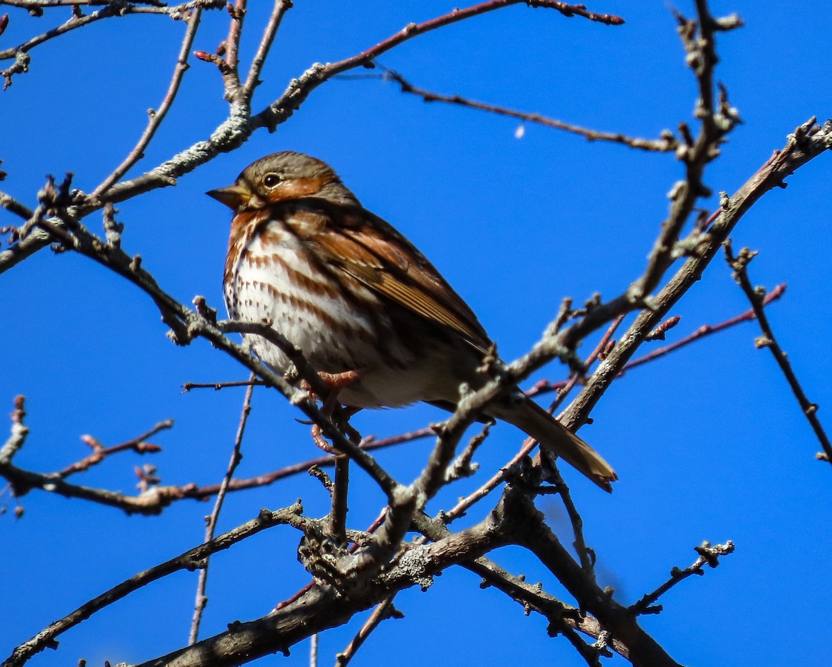 Fox Sparrow - ML615501817