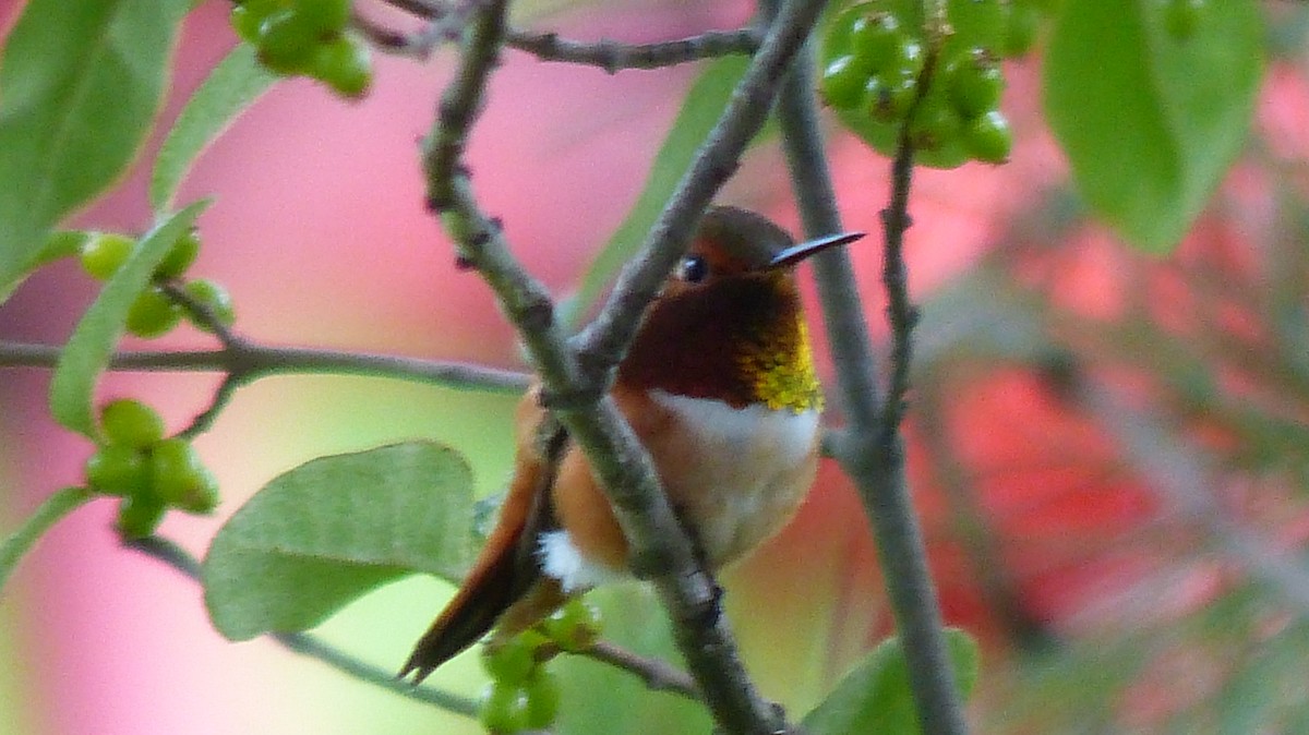 Rufous Hummingbird - ML615501829