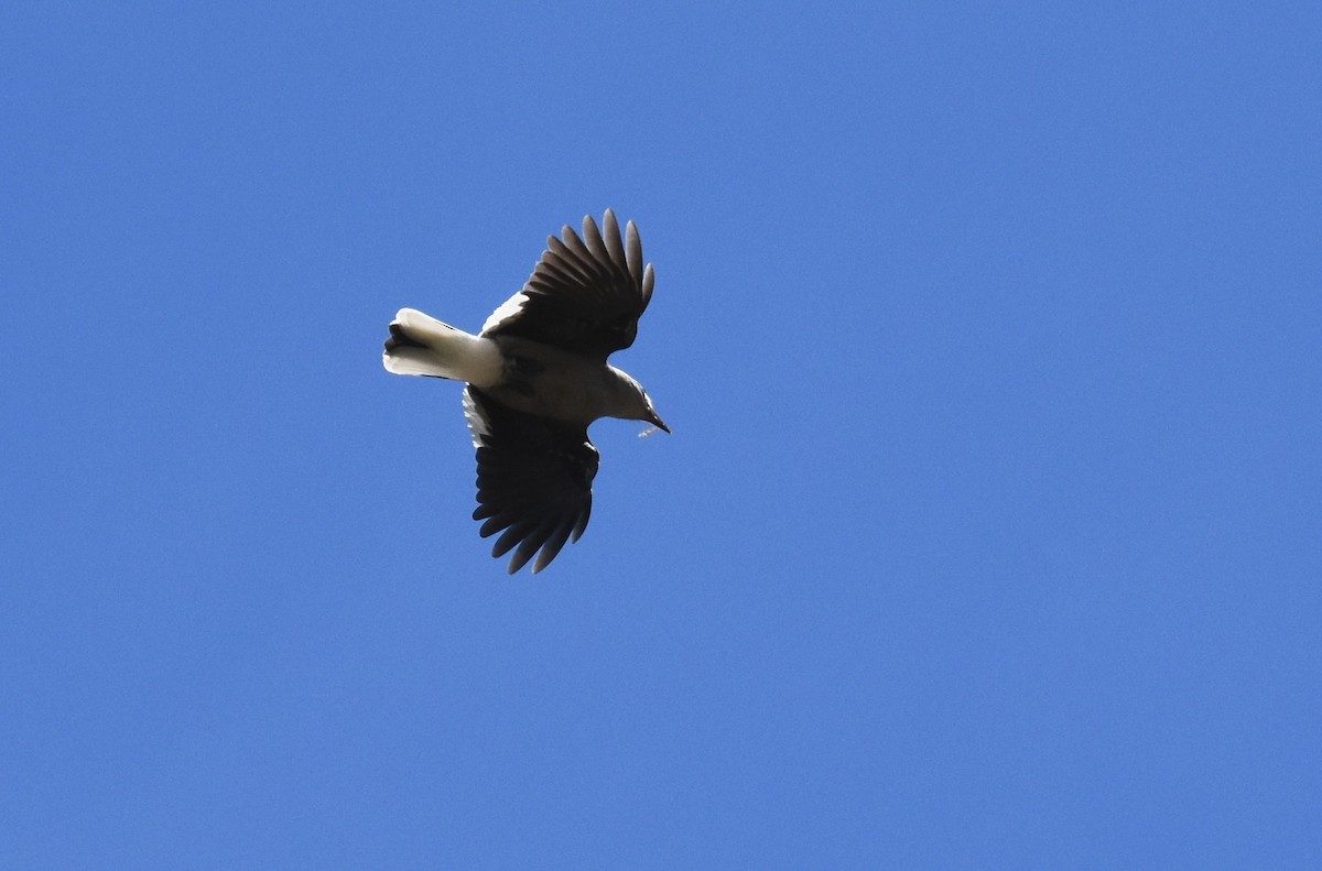 Clark's Nutcracker - ML61550191