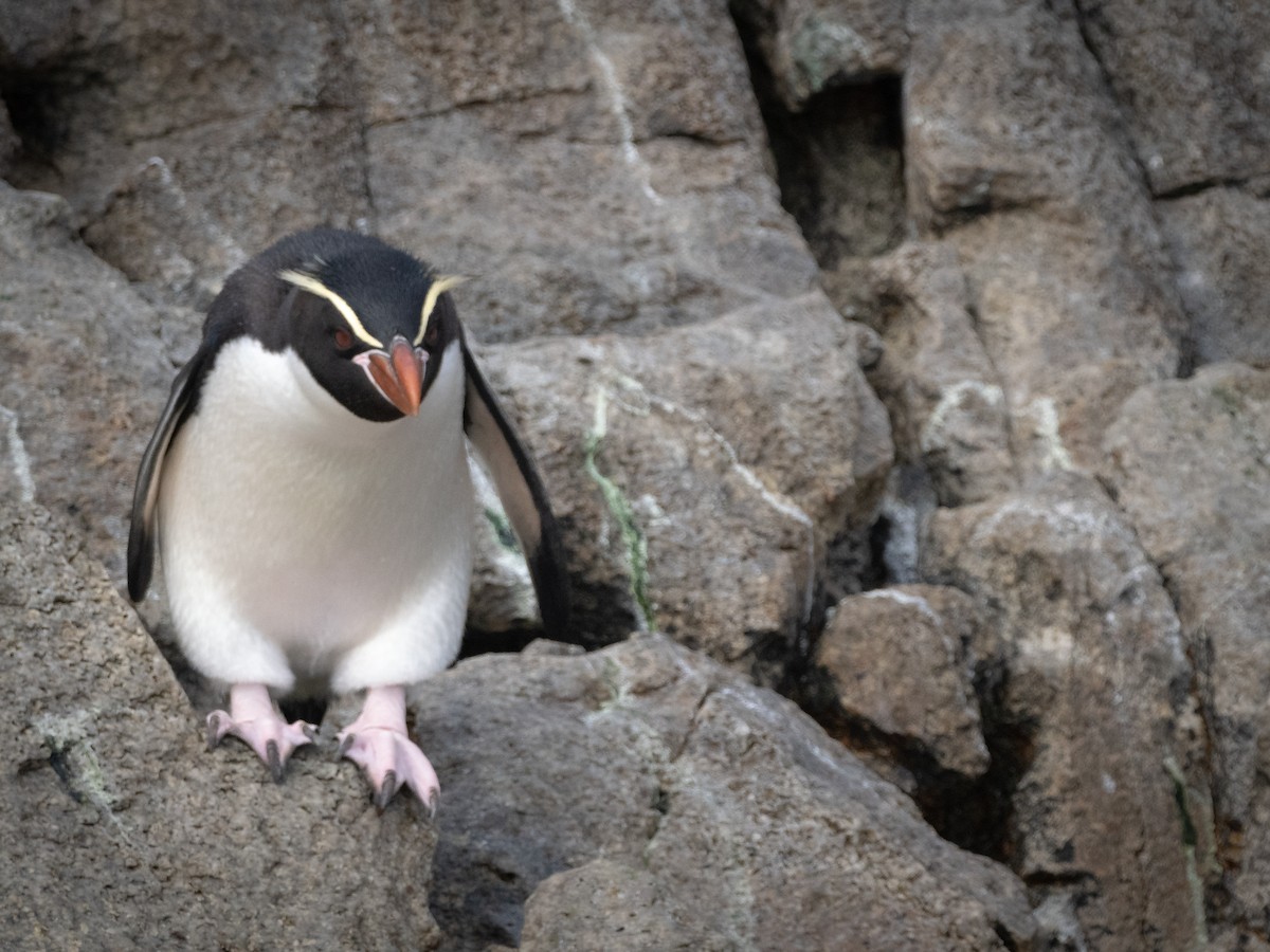 Snares Penguin - Nigel Hacking
