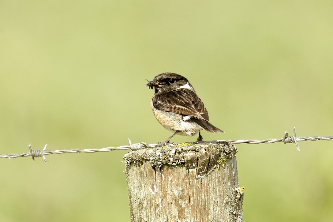 European Stonechat - ML615501975