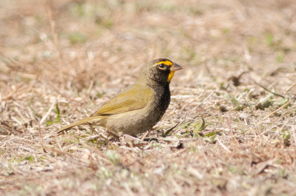 Yellow-faced Grassquit - ML615502118