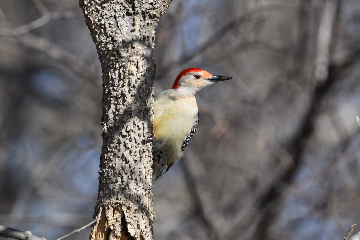 Red-bellied Woodpecker - Lynn Walters