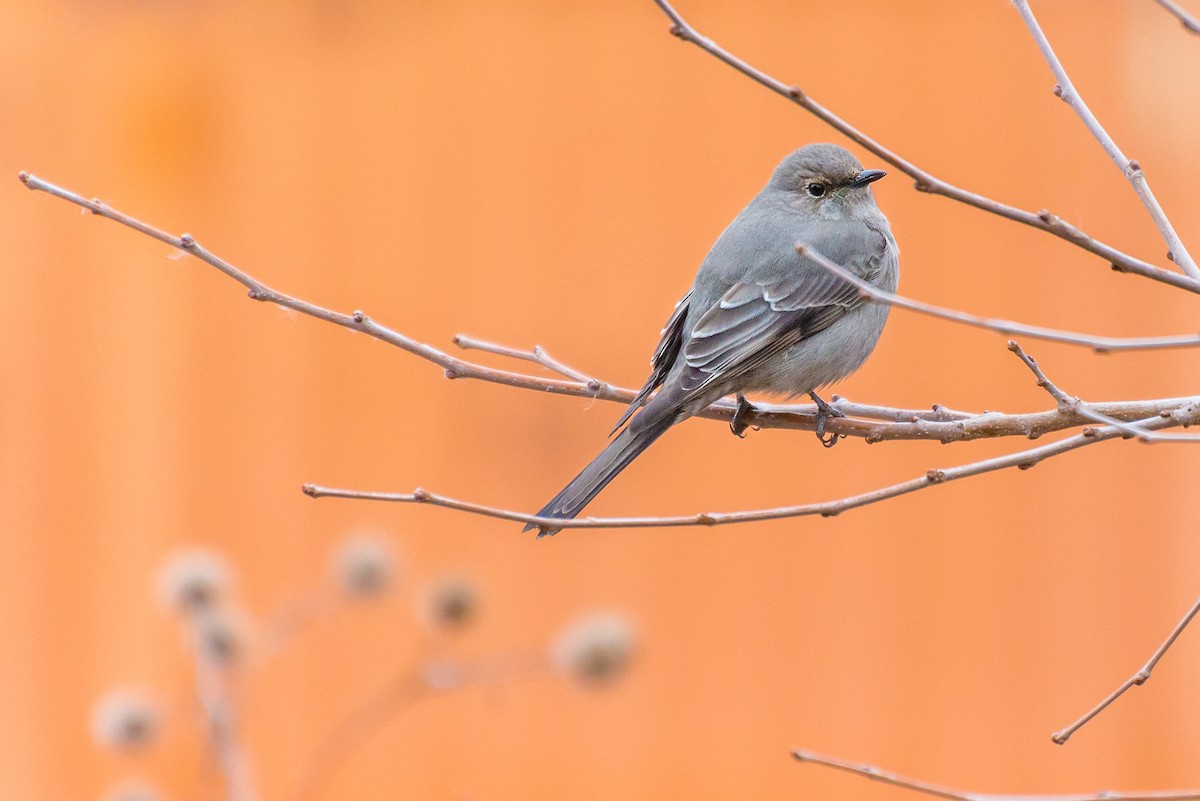 Townsend's Solitaire - ML615502138