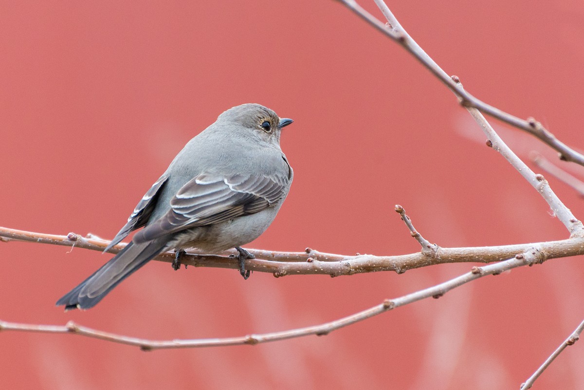 Townsend's Solitaire - ML615502145