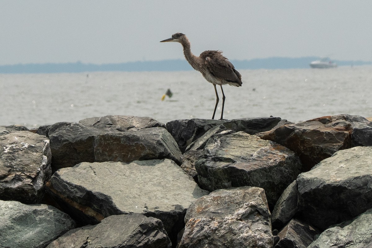 Great Blue Heron (Great Blue) - ML615502160