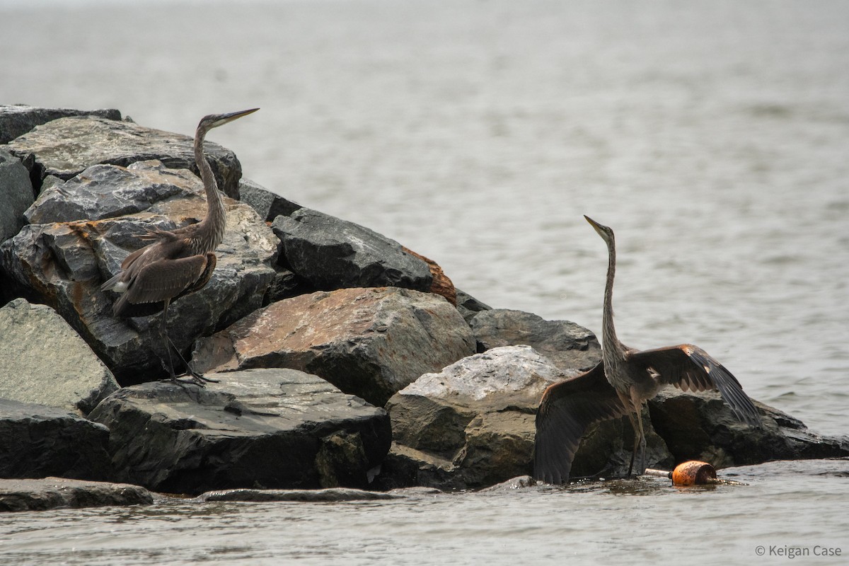 Great Blue Heron (Great Blue) - ML615502169