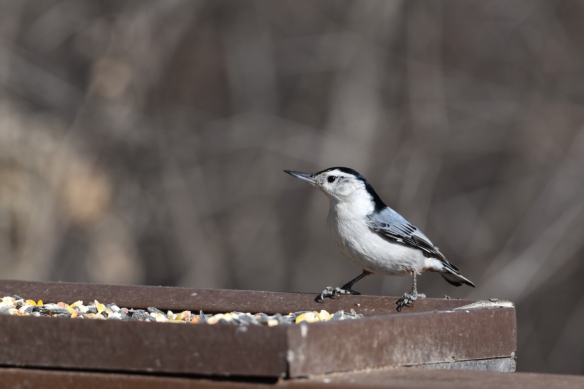 White-breasted Nuthatch - Lynn Walters