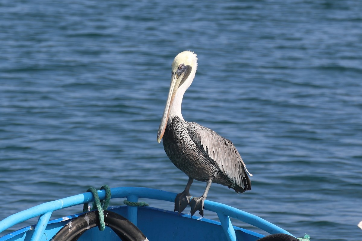 Brown Pelican - ML615502201