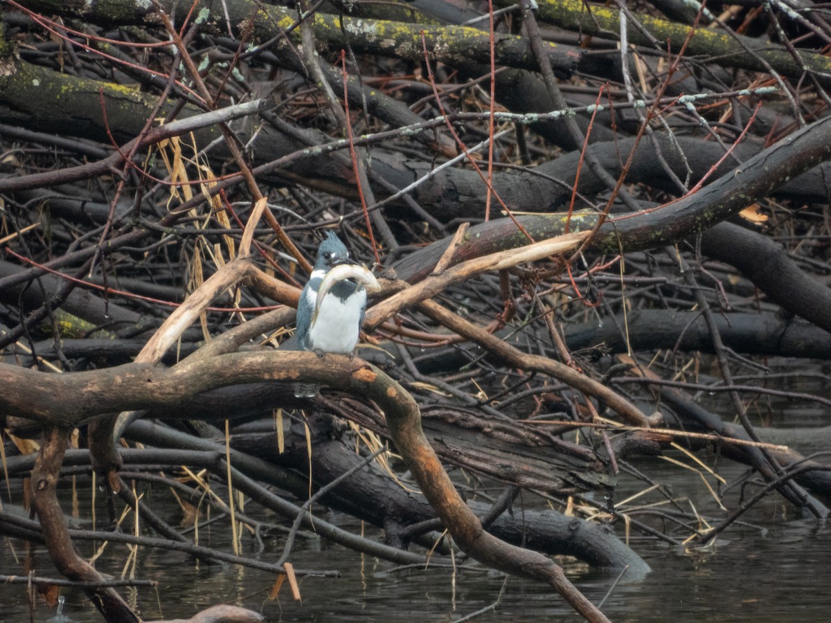 Belted Kingfisher - ML615502222