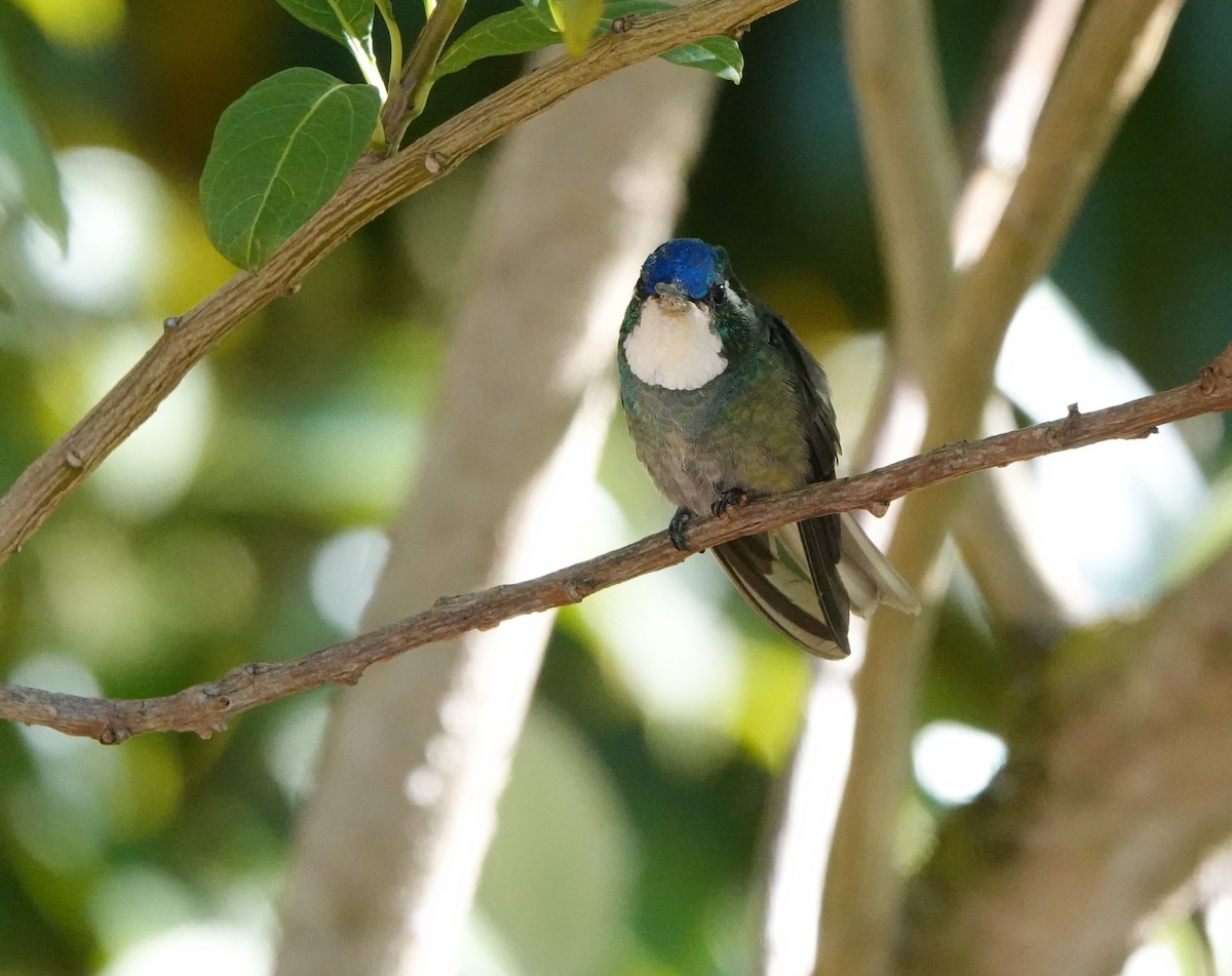kolibřík pokřovní - ML615502241