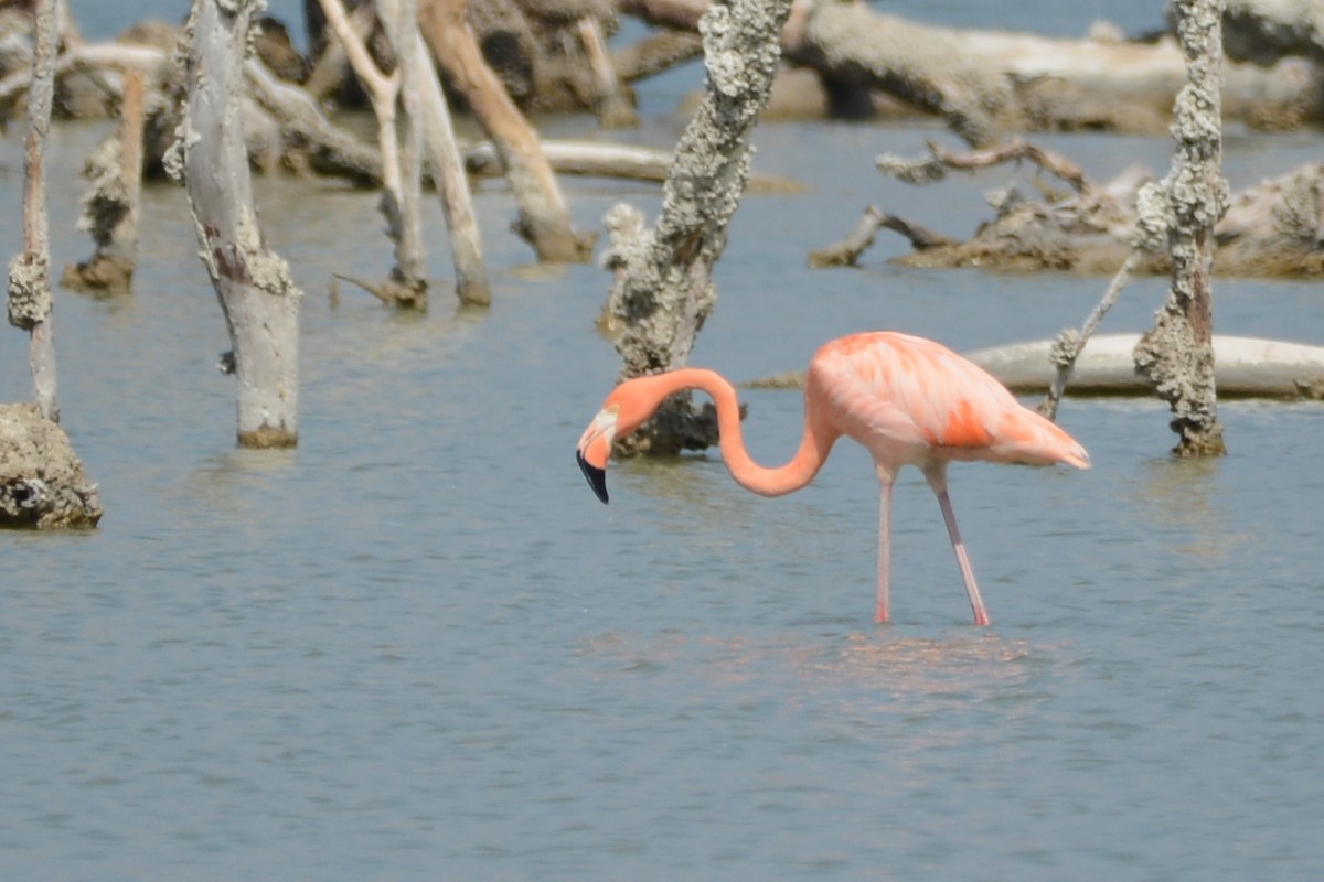 American Flamingo - ML615502244