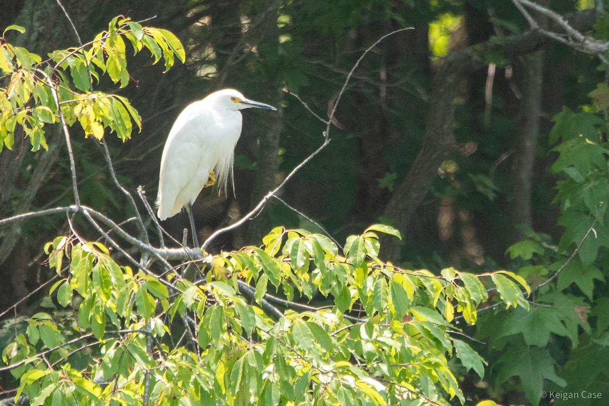 Snowy Egret - ML615502258