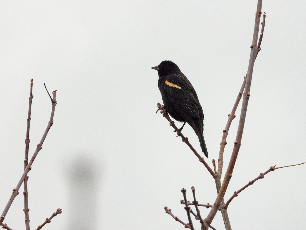 Red-winged Blackbird - ML615502273