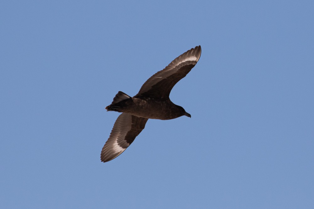 Brown Skua (Falkland) - ML615502289