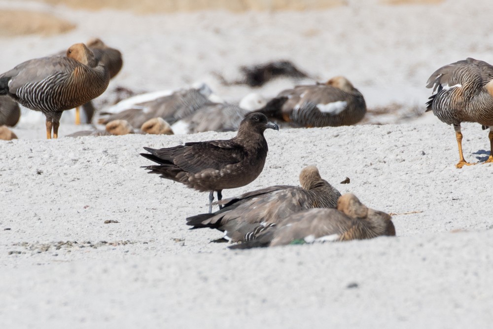 Brown Skua (Falkland) - ML615502290