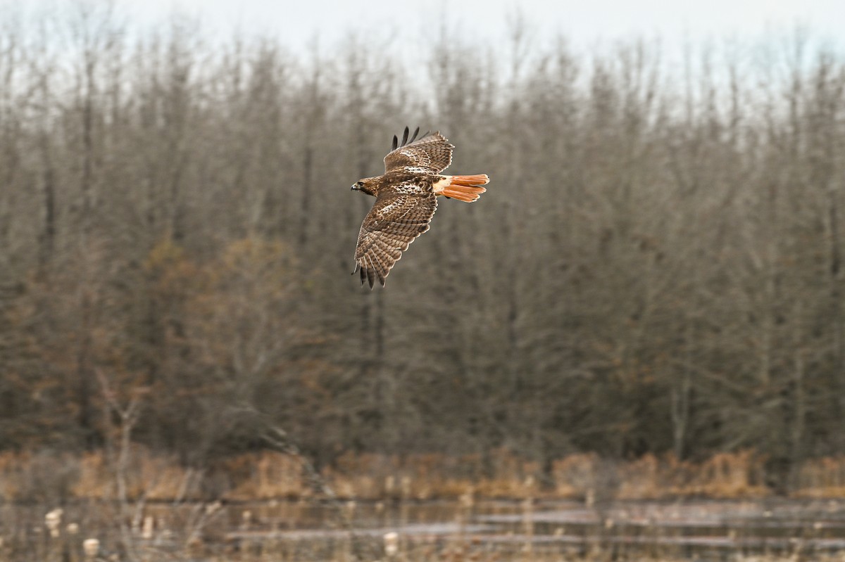 Red-tailed Hawk - ML615502333