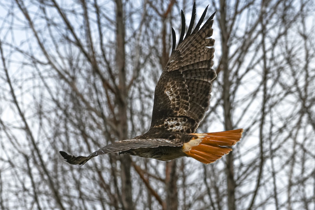 Rotschwanzbussard - ML615502334