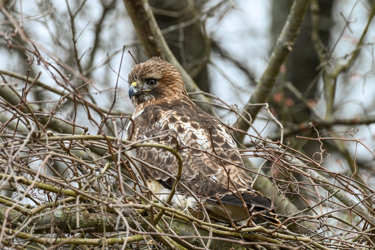 Red-tailed Hawk - ML615502335