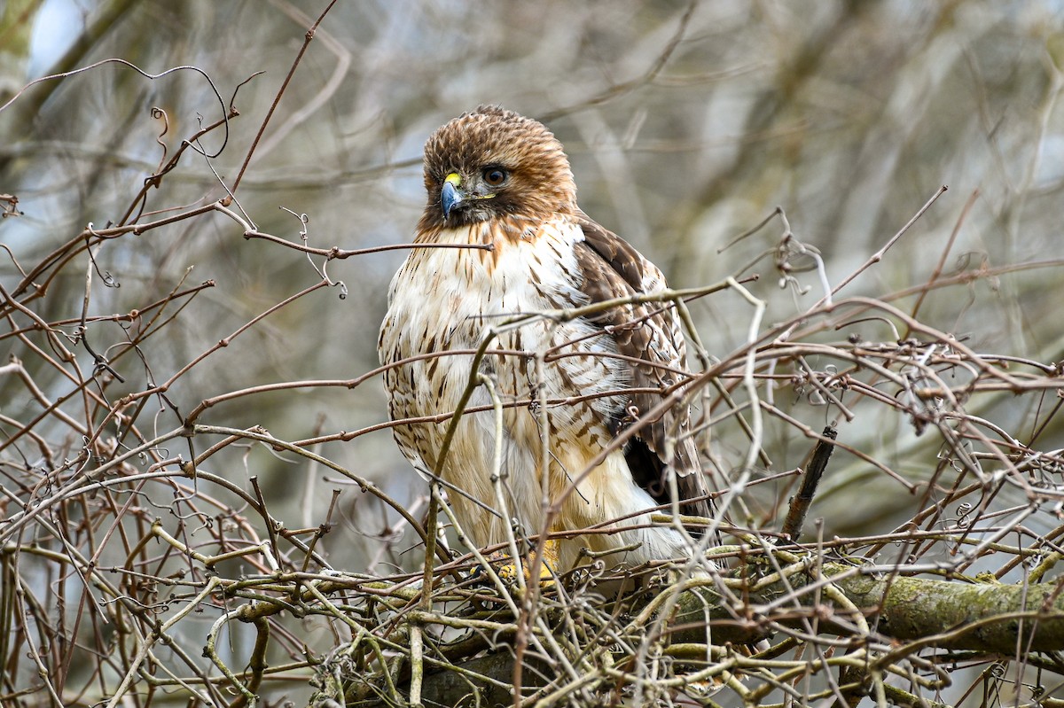 Red-tailed Hawk - ML615502337